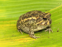Odontophrynus carvalhoi