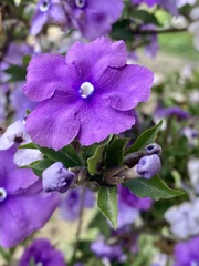 Brunfelsia pauciflora