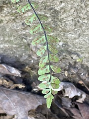 Asplenium resiliens