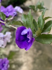 Brunfelsia pauciflora