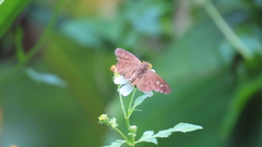 Seseria formosana