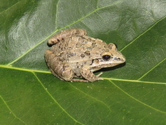 Leptodactylus fuscus