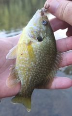 Lepomis macrochirus × cyanellus