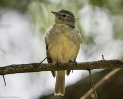 Myiopagis viridicata