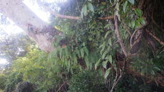 Arthropteris orientalis