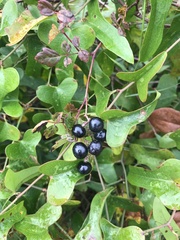 Smilax bona-nox