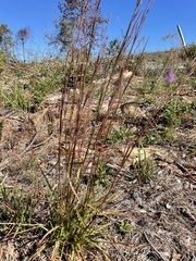 Schizachyrium stoloniferum