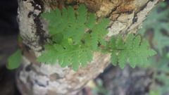 Arthropteris orientalis