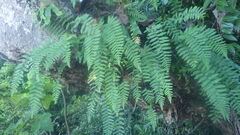 Arthropteris orientalis
