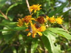Acmaeodera flavopicta