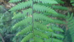 Arthropteris orientalis