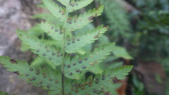 Arthropteris orientalis