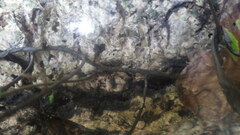 Arthropteris orientalis