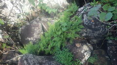 Arthropteris orientalis