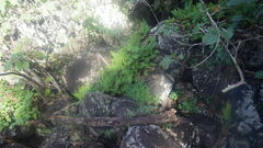 Arthropteris orientalis