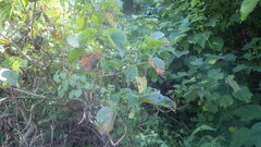 Gyrocarpus americanus