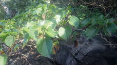 Gyrocarpus americanus