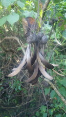 Gyrocarpus americanus