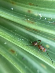 Camponotus rectangularis