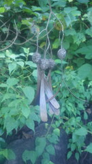 Gyrocarpus americanus