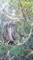 Gyrocarpus americanus