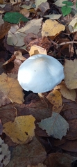 Tricholoma album