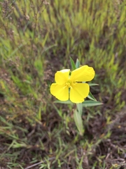 Oenothera
