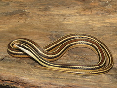 Lygophis dilepis