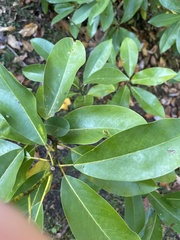 Magnoliaceae
