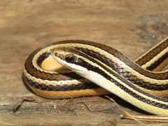 Lygophis dilepis