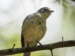 Myiopagis viridicata
