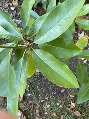 Magnoliaceae