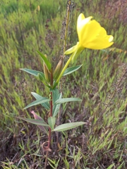Oenothera