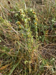 Artemisia rupestris
