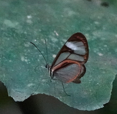 Ithomia arduinna