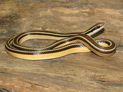 Lygophis dilepis