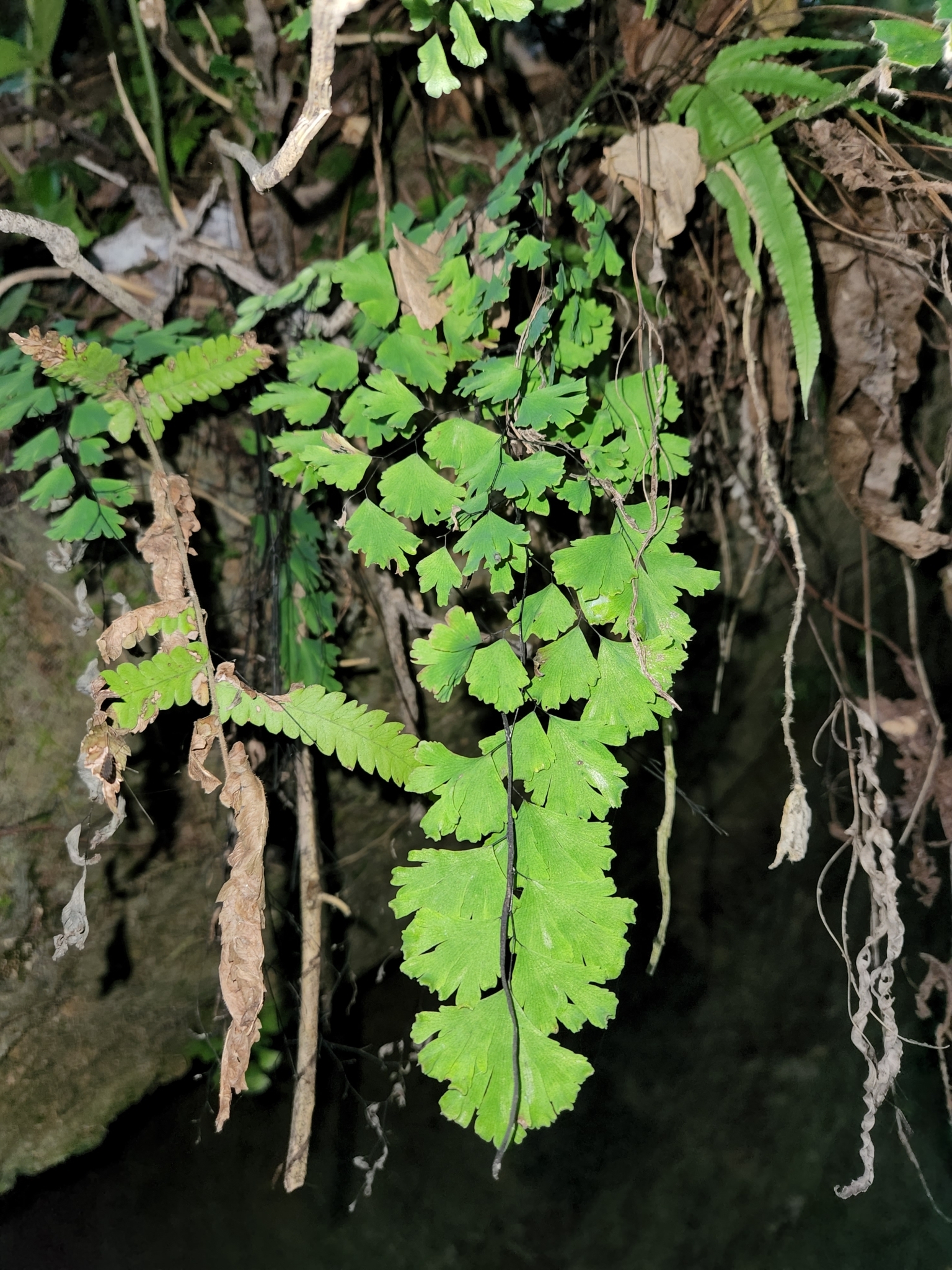 Adiantum capillus-veneris — ảnh 2