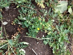 Sibbaldianthe bifurca