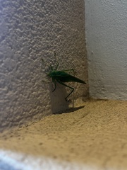 Microcentrum californicum