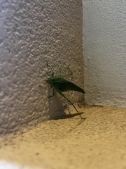 Microcentrum californicum