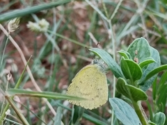 Eurema brigitta