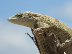 Polychrus acutirostris