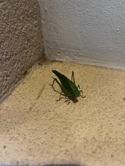 Microcentrum californicum