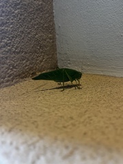 Microcentrum californicum