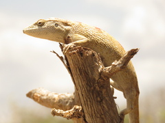 Polychrus acutirostris