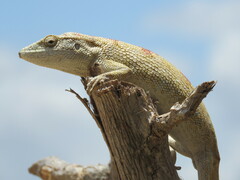 Polychrus acutirostris