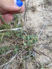 Bouteloua barbata barbata