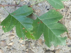 Rhamphus oxyacanthae