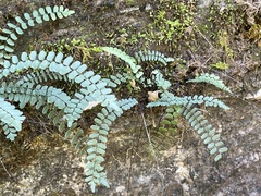 Asplenium resiliens