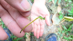 Ceriagrion fallax fallax